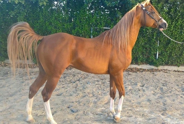 Espartaco