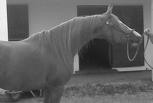 Espartaco2