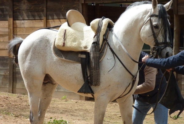 Bocanero