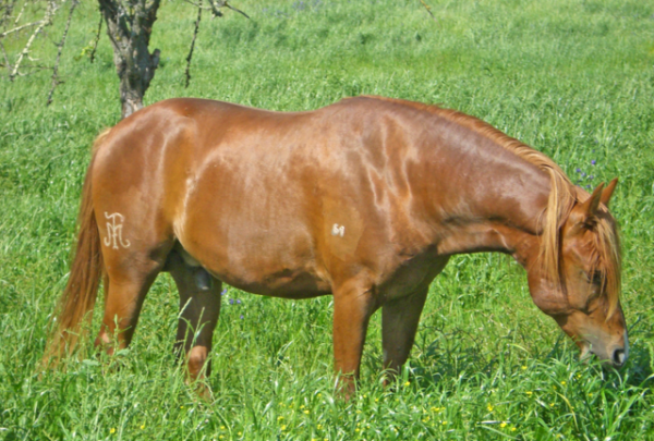 Baco 2