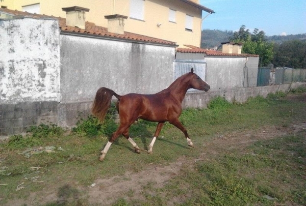 Diamante1